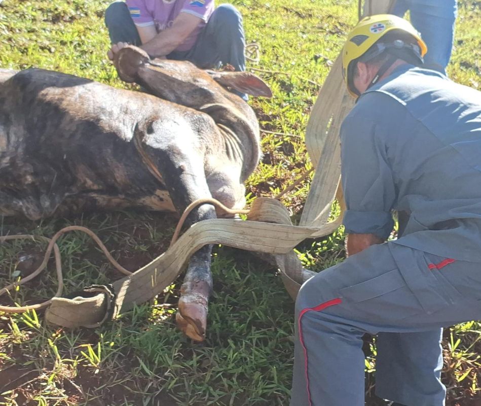 Bombeiros resgatam boi que caiu em poço em município do Meio-Oeste