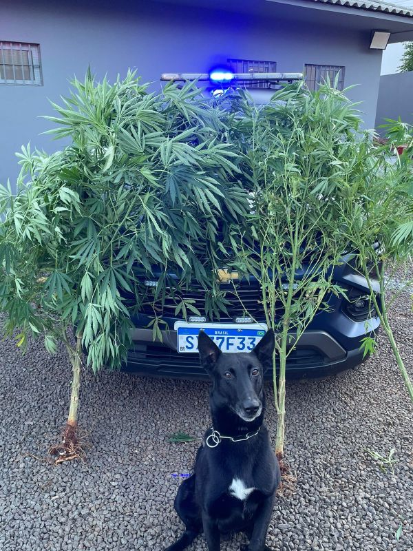 Foto: Guarda Municipal de Chapecó