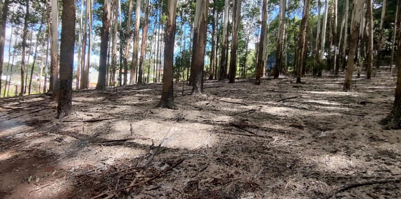 Incêndio florestal atinge plantação de eucalipto no Oeste