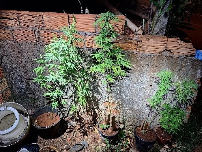 Pés de maconha são apreendidos em residência após homem tentar se esconder da PM em Xanxerê 
