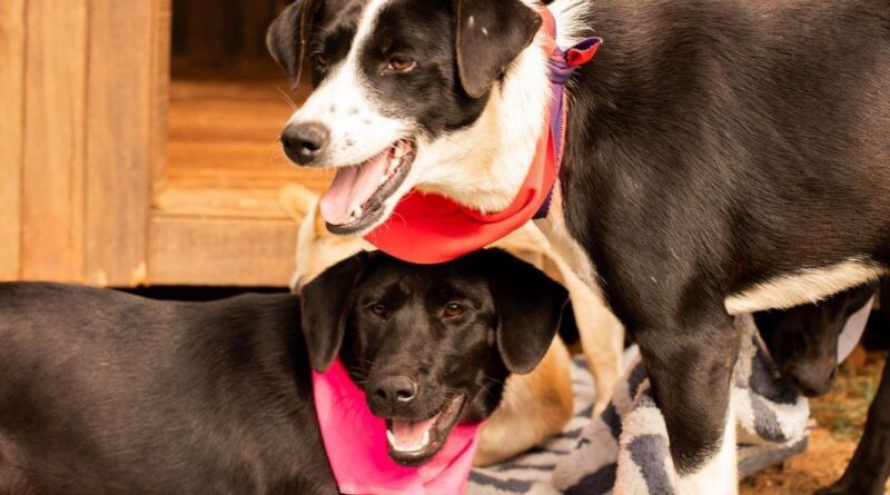 Prefeitura de Xanxerê abre inscrições para castração gratuita de fêmeas pelo Programa Pet Levado a Sério