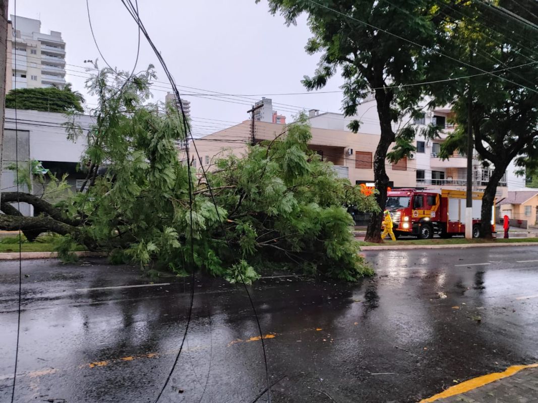Queda de árvore de grande porte bloqueia rua e mobiliza bombeiros no Centro de Chapecó