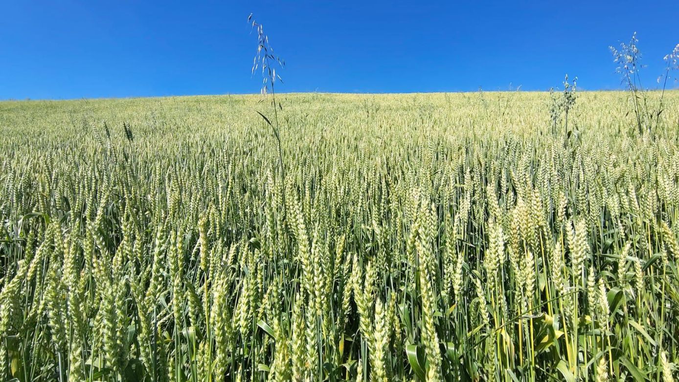 Prefeitura de Xanxerê lança programa com subsídio de 50% para cultivo de trigo