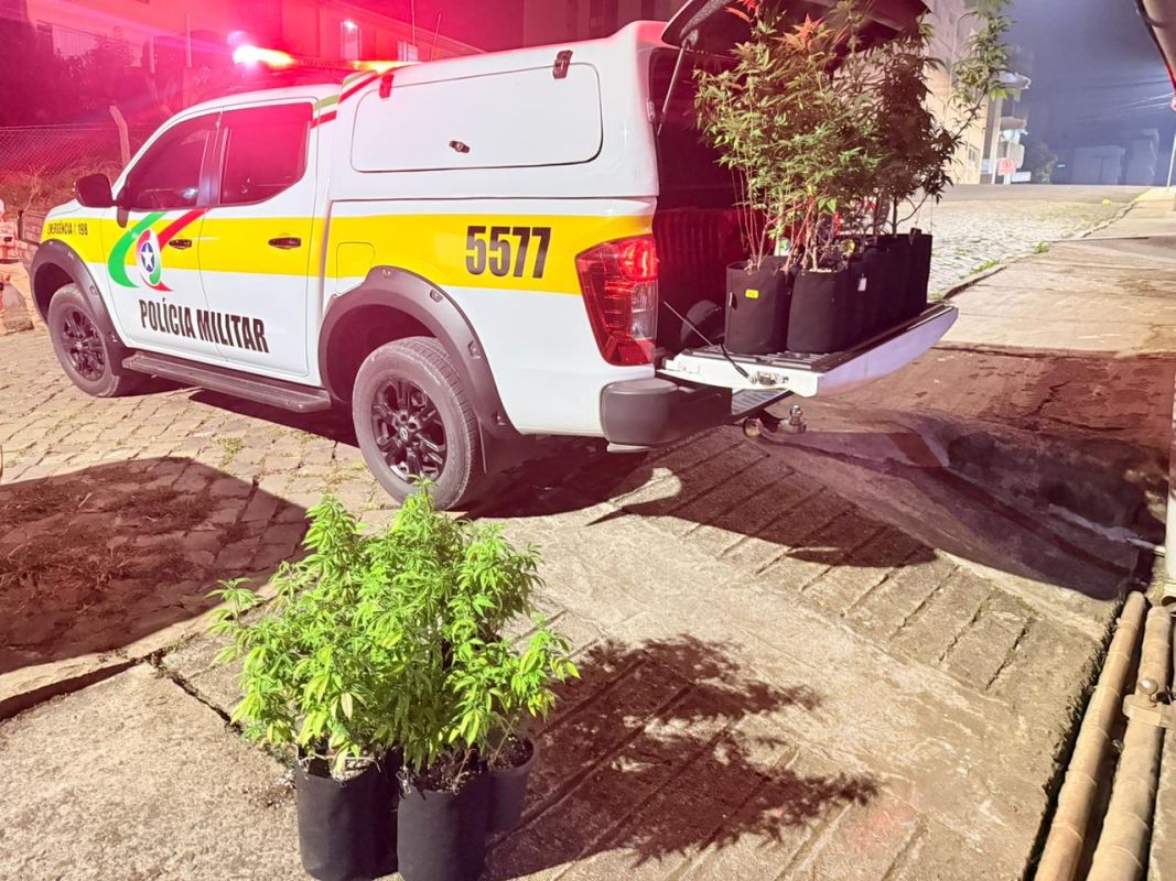 PMRv apreende cultivo de maconha após perseguição em Santa Catarina