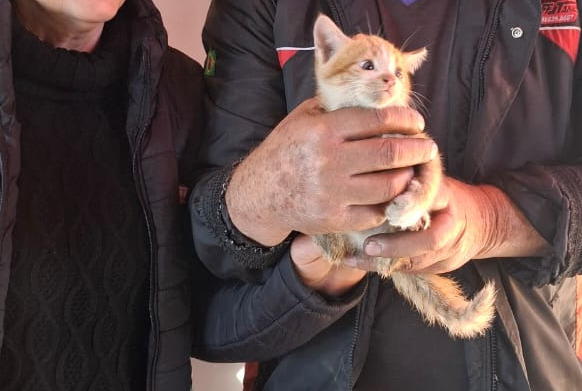 Bombeiros resgatam filhote de gato preso em peça metálica em Chapecó