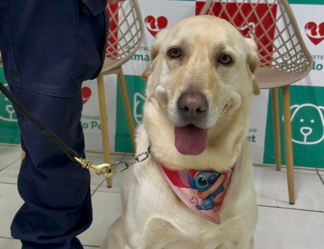 Doação de sangue também salva vidas entre os animais (Foto: Daiane da Silva)