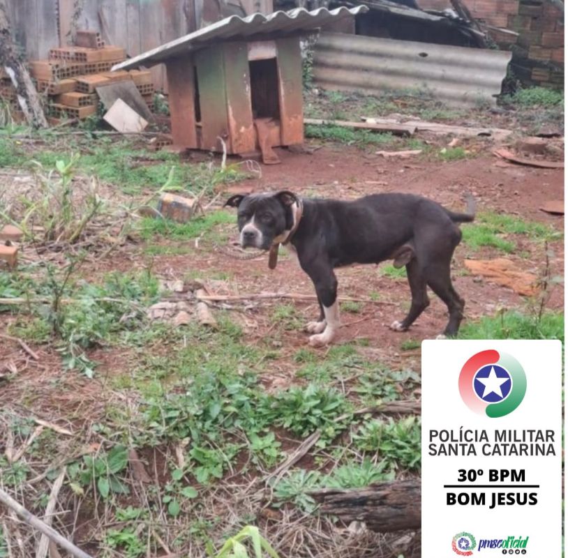 Mulher é presa por maus-tratos a pitbull encontrado sem água, comida e com ferimentos em Bom Jesus