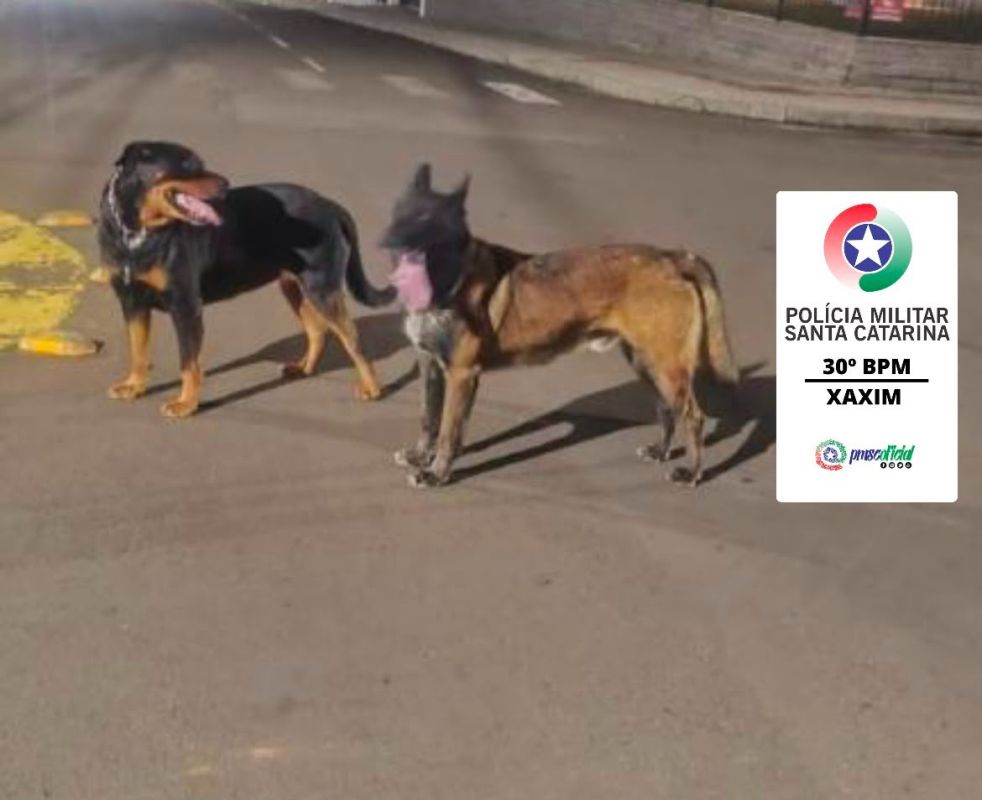 Dono é responsabilizado após cães de grande porte e agressivos serem encontrados soltos em Xaxim