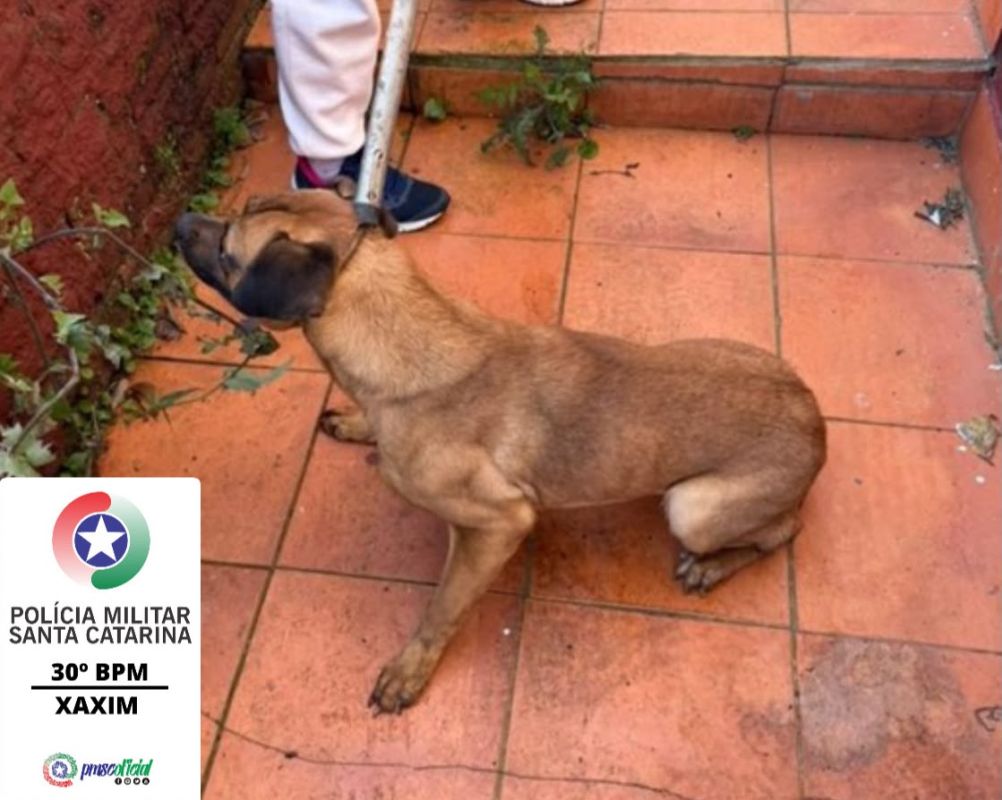 (Foto: Polícia Militar)
