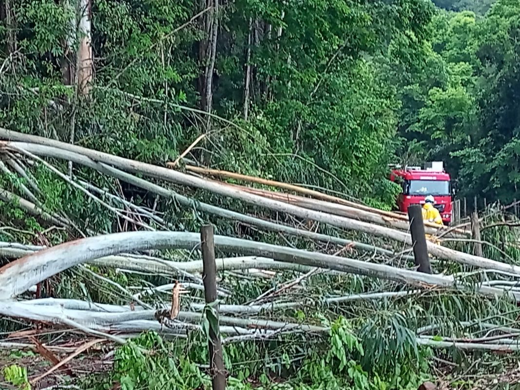Bombeiros retiram cerca de 20 árvores e liberam estrada na Linha Cambuizal, em Xanxerê