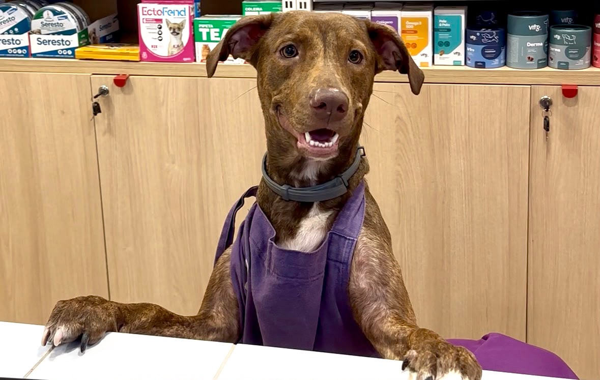 VÍDEO: Petlove Chapecó oferece alimentação especial para cuidar da saúde dos pets