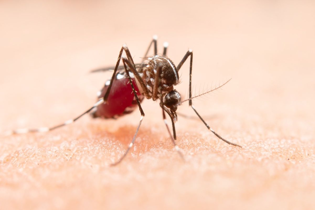 Xanxerê confirma caso importado de dengue e intensifica ações de combate ao mosquito