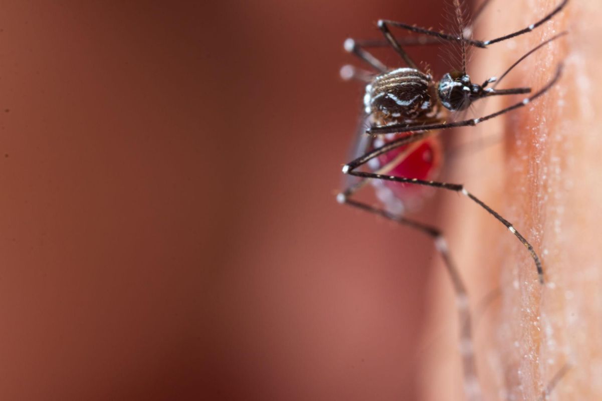 Secretaria de Saúde de Xanxerê confirma novo caso de dengue e Chikungunya