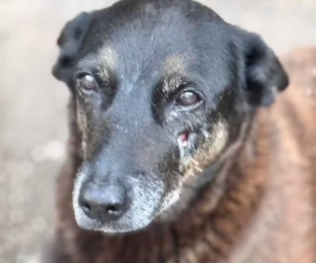 Justiça arquiva investigação sobre morte do cão Orelha em Florianópolis