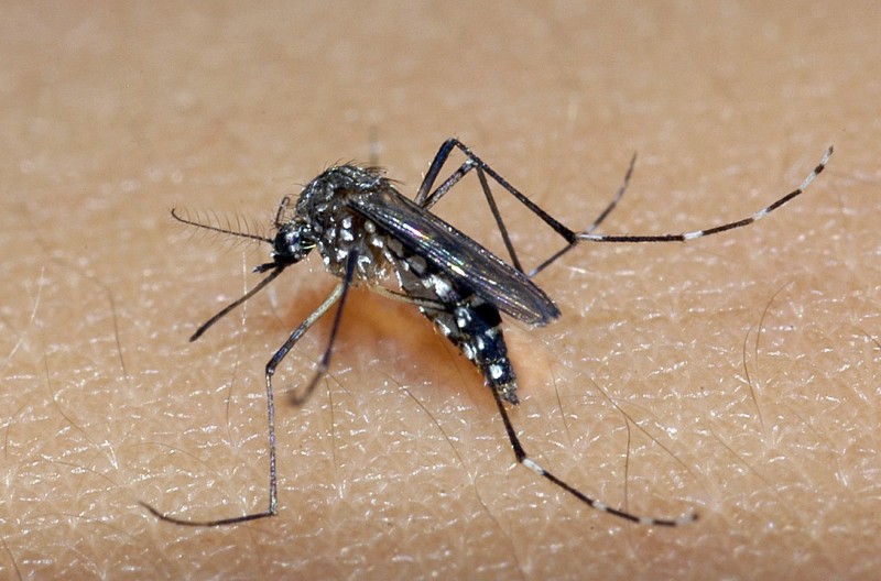 Xanxerê registra dois novos casos de Chikungunya no município