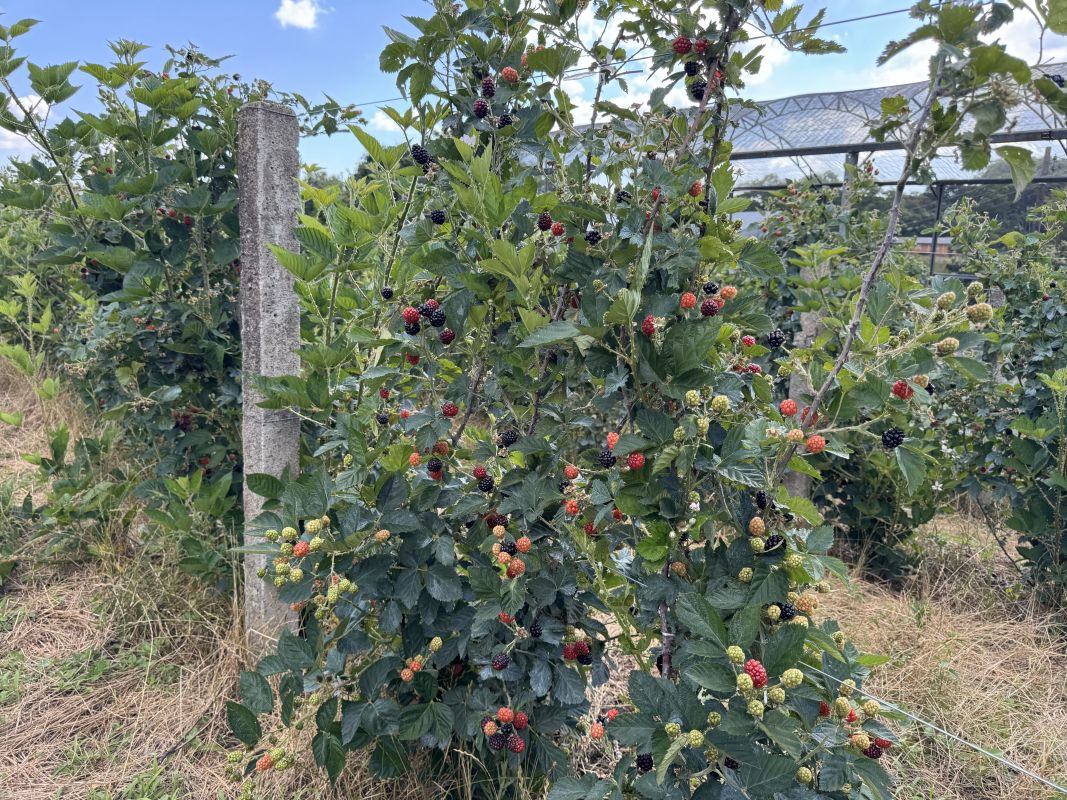VÍDEO: produtor de Xanxerê colhe primeira safra de amoras