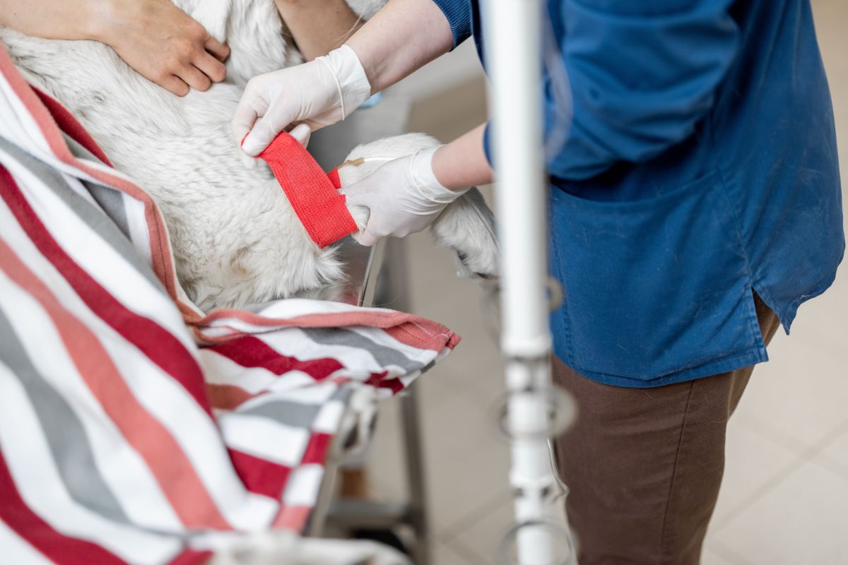 Secretaria de Meio Ambiente busca cão para ser doador de sangue