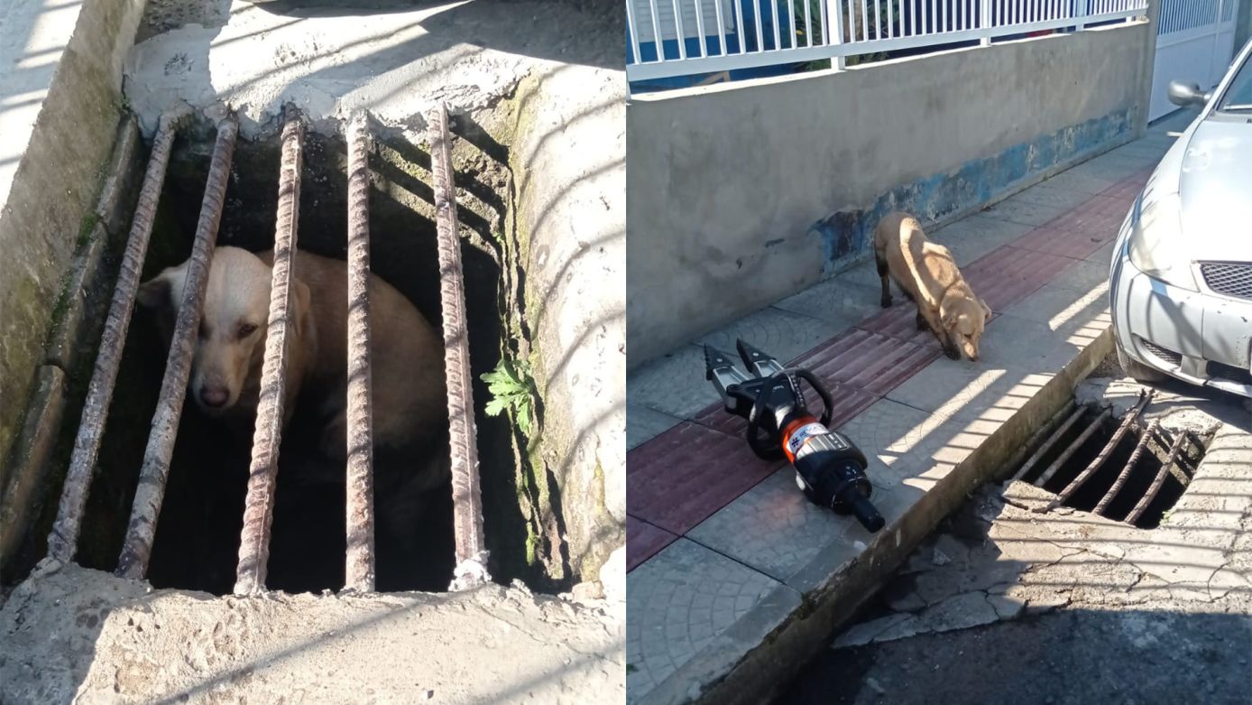 Bombeiros resgatam cachorro preso em bueiro no bairro Natureza, em Concórdia