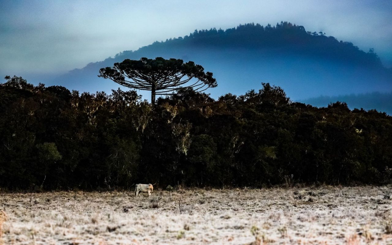 Defesa Civil alerta para declínio acentuado das temperaturas e frio intenso