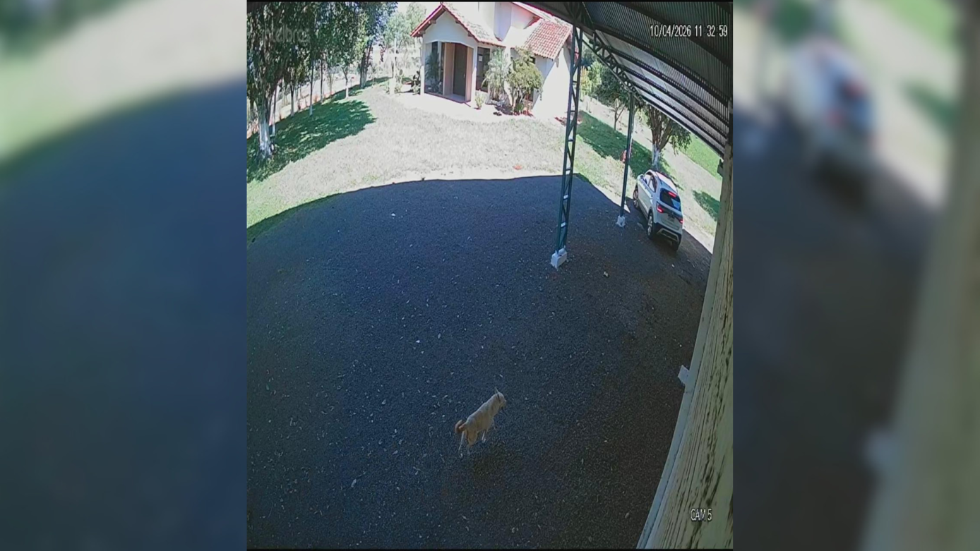 Polícia Civil indicia homem por abandono de cachorro no interior de Xanxerê