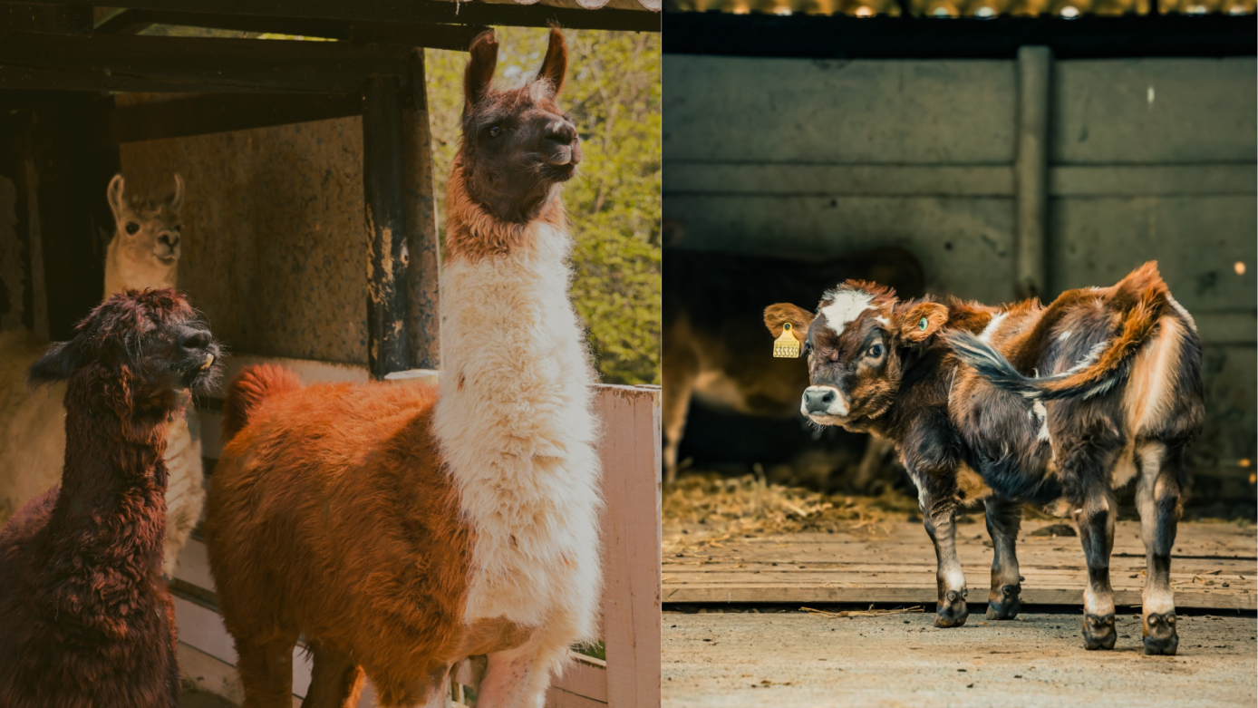 Mini animais serão a novidade da ExpoFemi 2026 e prometem encantar o público