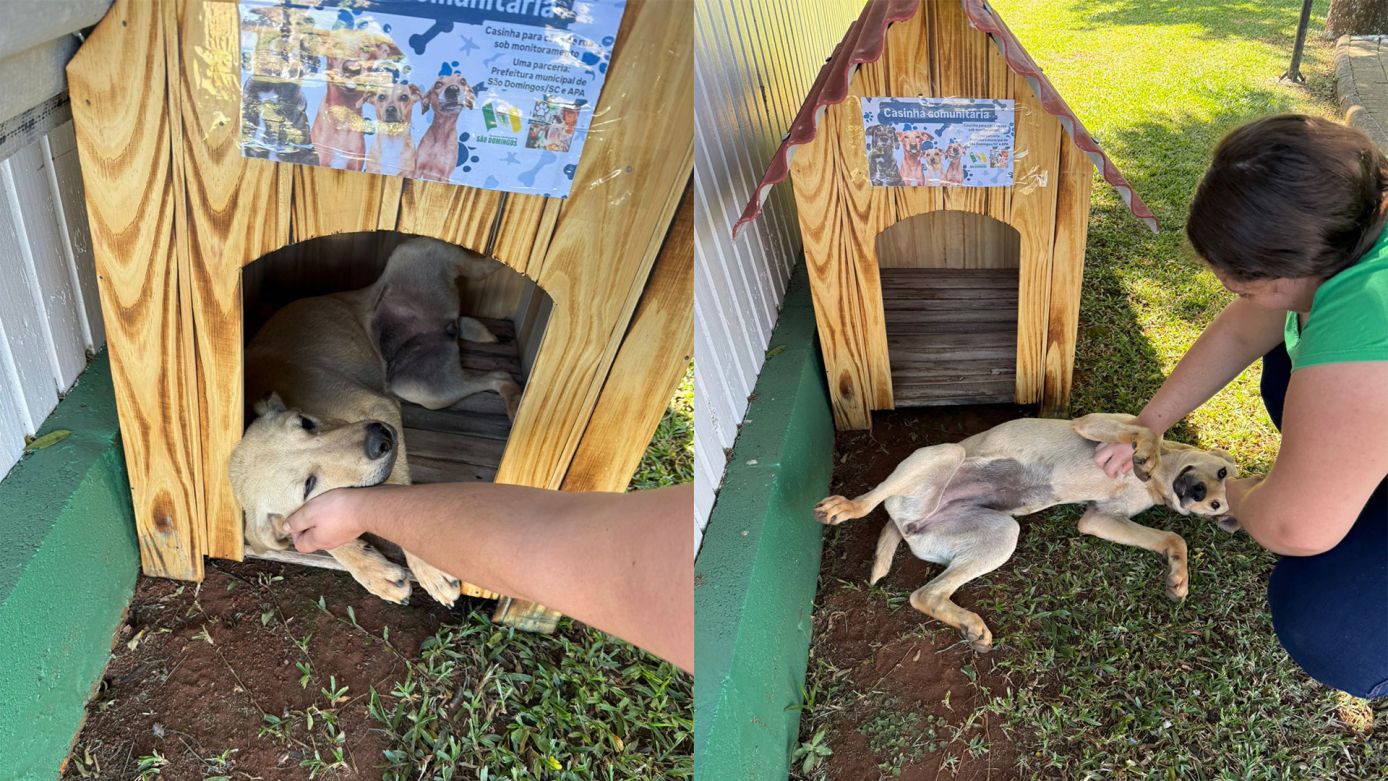 Município de São Domingos e APA lançam campanha da Casinha Comunitária para cães de rua