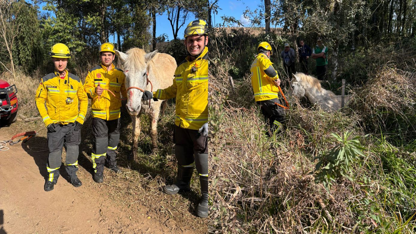 Cavalo é resgatado de terreno lodoso pelos Bombeiros em Ponte Serrada