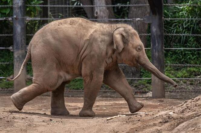 Elefanta mantida em parque temático de Penha será transferida para santuário em MT