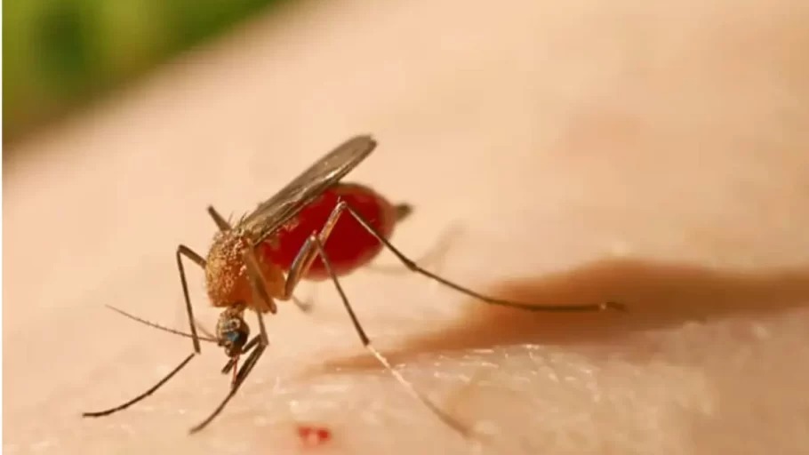Mosquito transmissor da Febre do Oropouche, conhecido como maruim