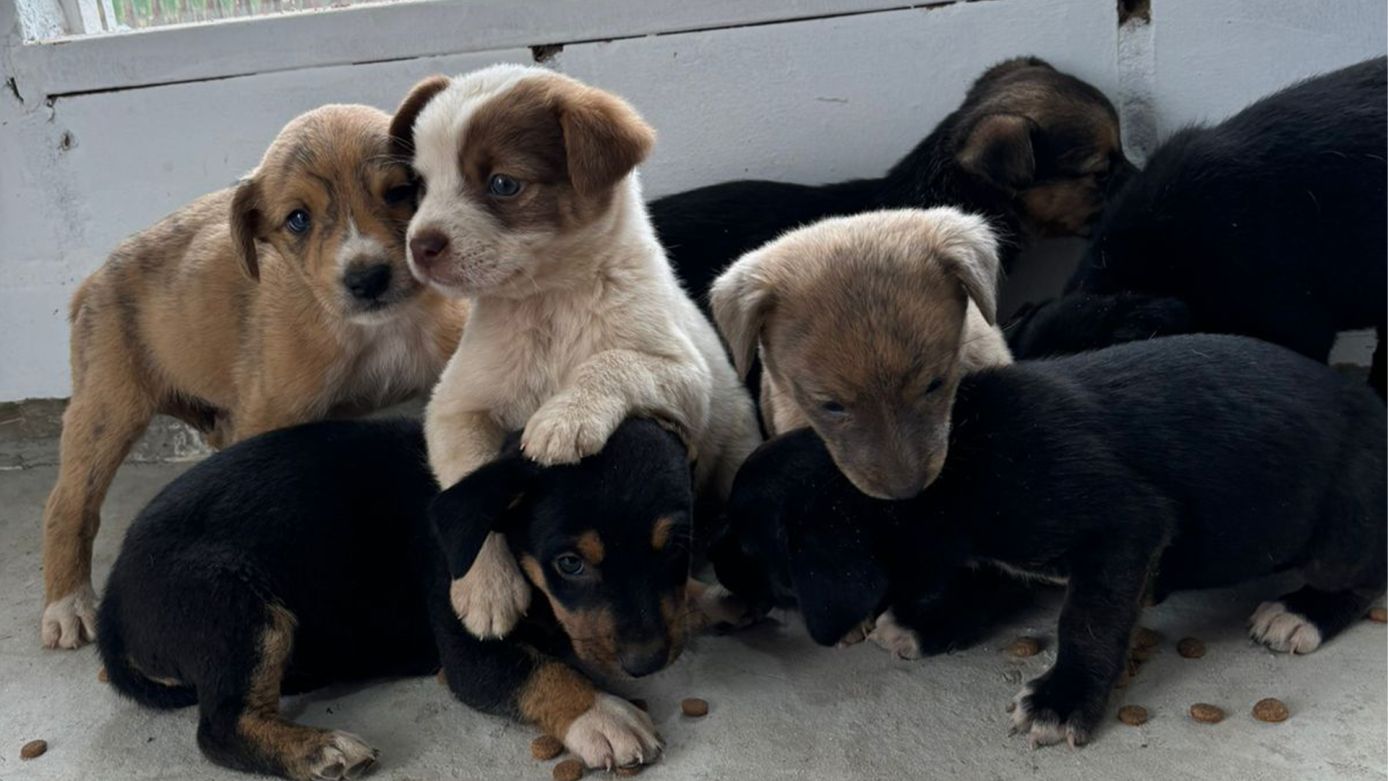 VÍDEO: Secretaria de Meio Ambiente realiza feirinha de adoção de cachorros no sábado (21)