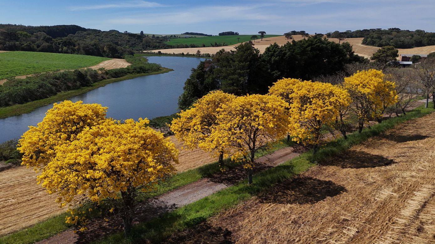 VÍDEO: florada dos ipês antecede Primavera e modifica cenário em Xanxerê