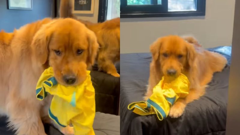 VÍDEO: cachorro viraliza ao pegar camiseta autografada por Ronaldinho Gaúcho e assusta família
