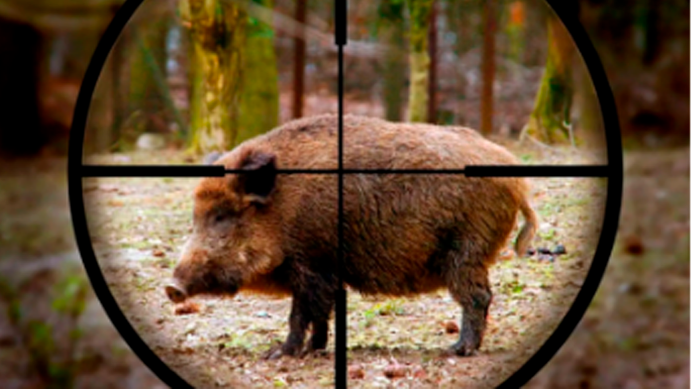 Governo do Estado sanciona Lei para manejo sustentável dos javalis