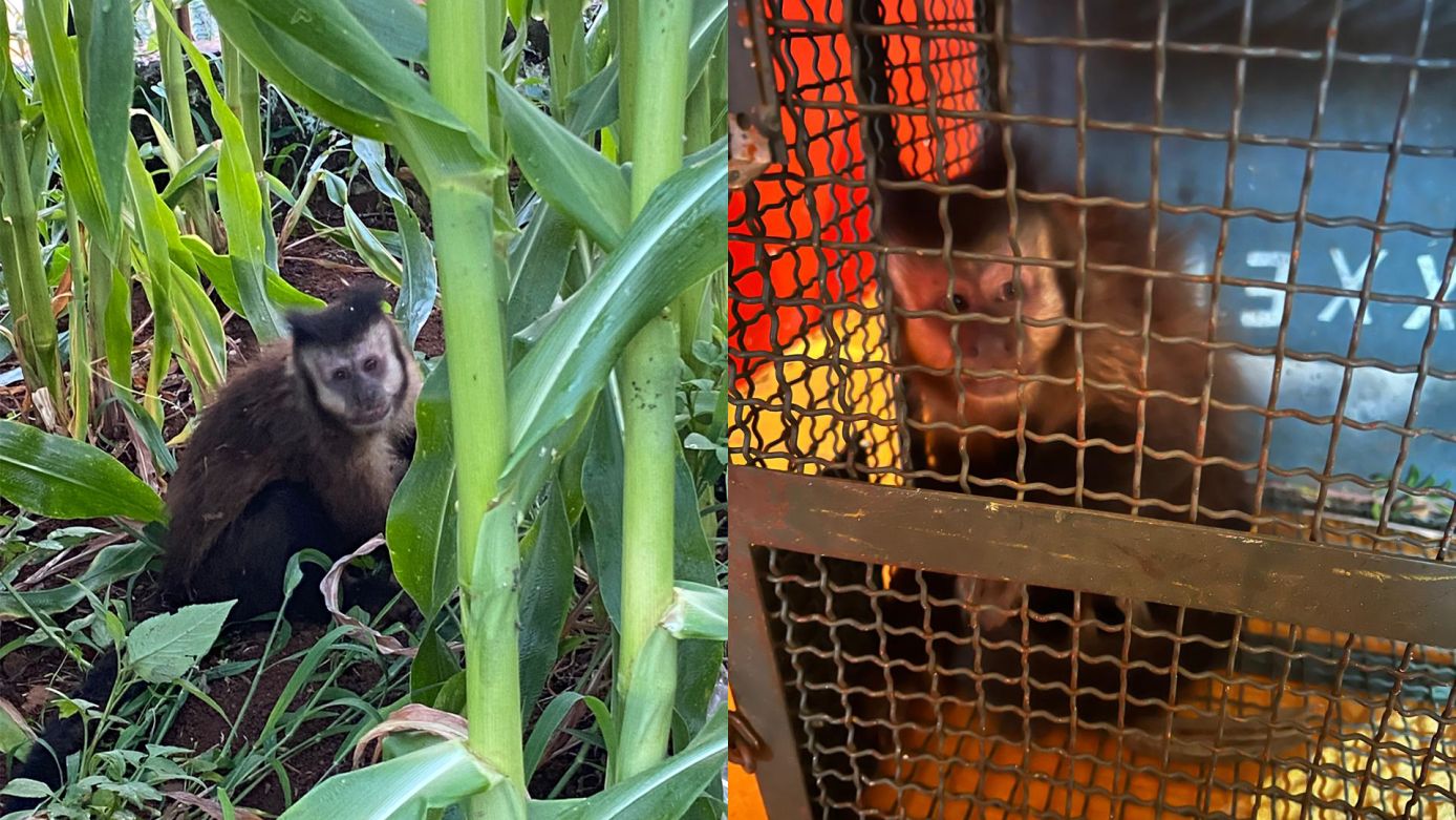 Bombeiros resgatam Macaco-prego ferido, em Xanxerê