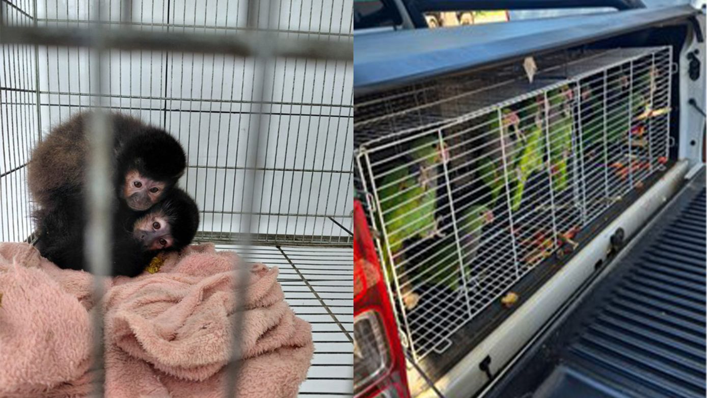 Primatas e aves resgatados (Fotos: Divulgação/Ibama)