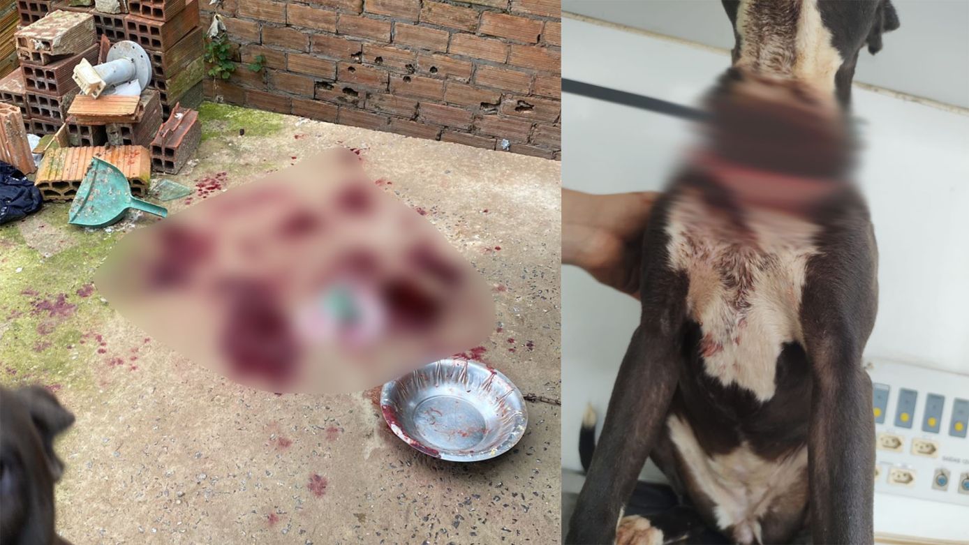 Ação conjunta entre a Guarda Municipal de Chapecó e NAPA resgata cachorro em situação de maus-tratos