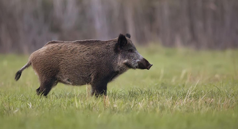 Foto: Reprodução internet