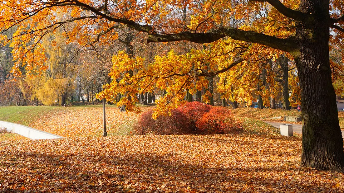 VÍDEO: o outono começa nesta sexta-feira (20), mas o clima ainda segue com características de verão em Santa Catarina.