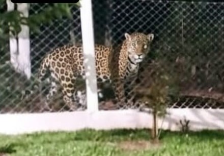 Polícia Ambiental apura suposto registro de onça-pintada em Chapecó