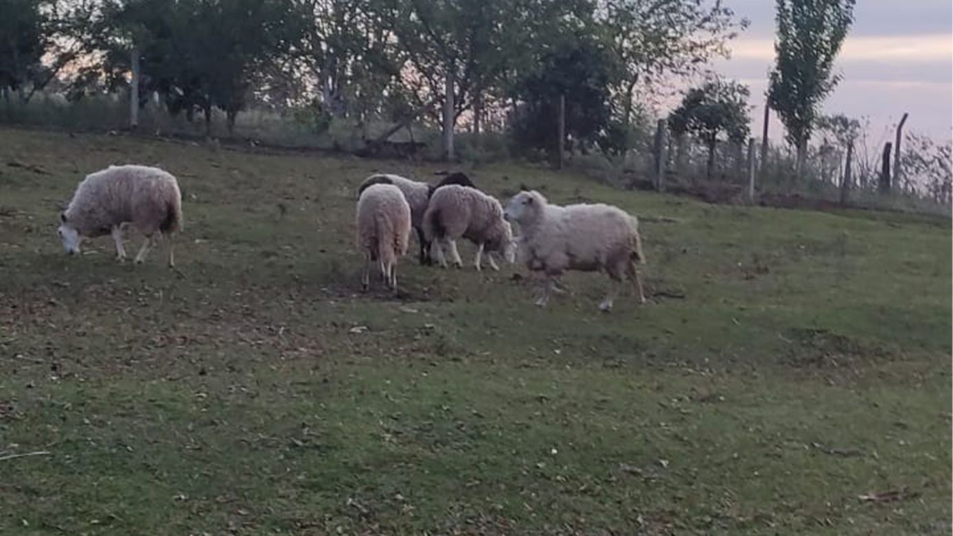 Ovelhas furtadas são recuperadas pela Polícia Civil no interior de Xanxerê