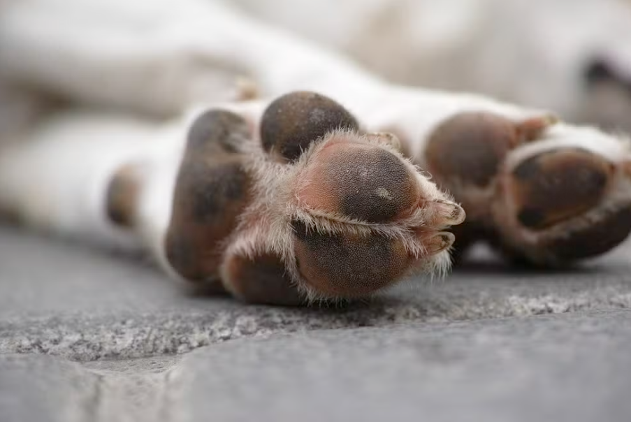Mulher é condenada a mais de quatro anos de prisão por mandar matar cachorro da própria filha em SC