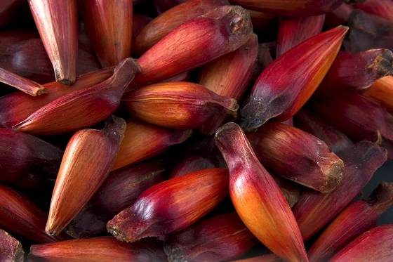 Colheita do pinhão começa em SC com previsão menor, mas preços devem subir