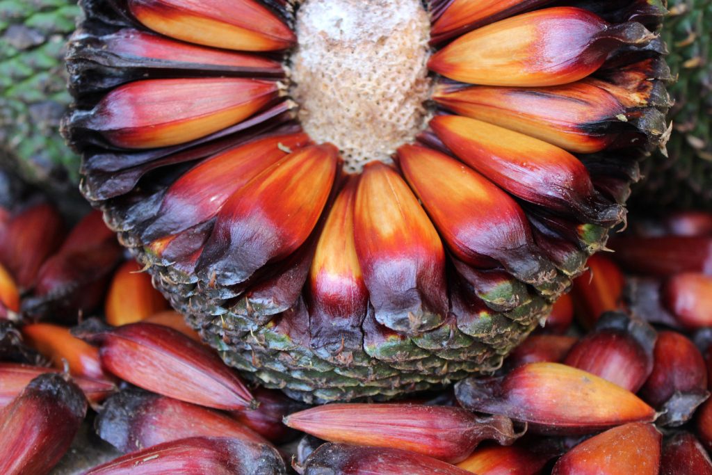 Foto: Reprodução internet