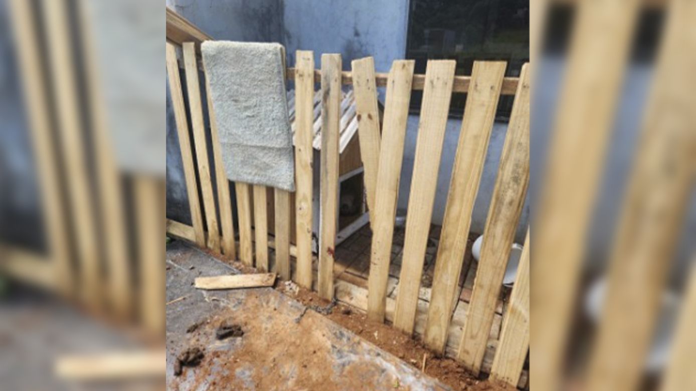 Pitbull mantido em situação de maus-tratos ataca pessoas e é morto após avançar em policial, em Xanxerê