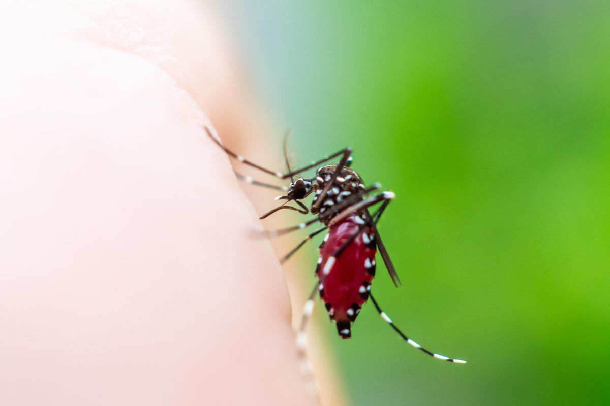 Santa Catarina registra alta nos casos de dengue em 2026 e amplia alerta epidemiológico