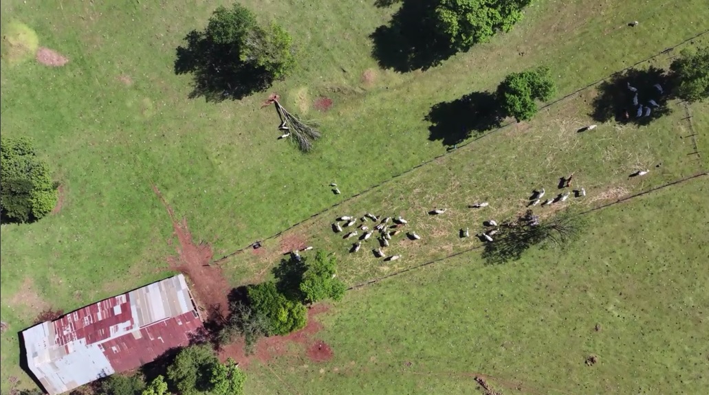 Polícia Civil e Cidasc utilizam drone e recuperam bovino furtado em município do Oeste