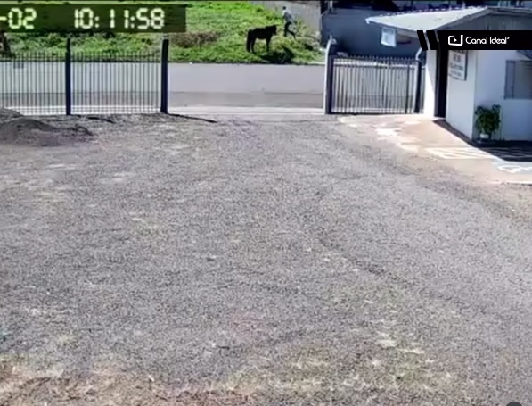 VÍDEO: câmeras de segurança flagram roubo de égua no Bairro Tonial, em Xanxerê 